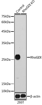 Anti-RhoGDI[KO Validated] Antibody