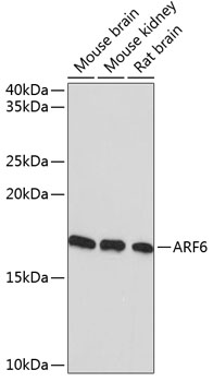 Anti-ARF6 Antibody