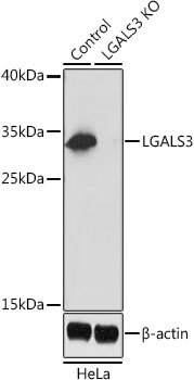 Anti-LGALS3 Antibody [KO Validated] (CAB13506)