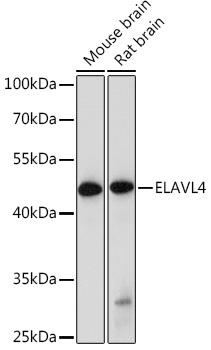 Anti-ELAVL4 Antibody