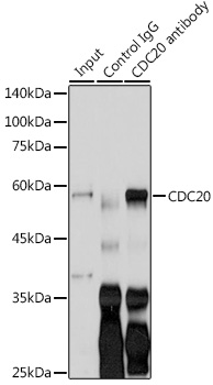 Anti-CDC20 Antibody (CAB15656)