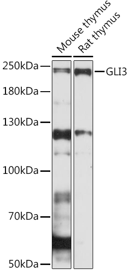 Anti-GLI3 Antibody (CAB15613)