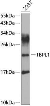 Anti-TBPL1 Antibody (CAB7575)