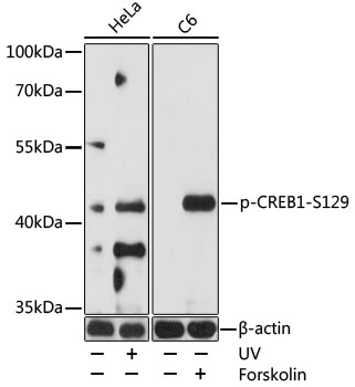 Anti-Phospho-CREB1-S129 Antibody (CABP0903)