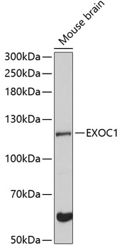 Anti-EXOC1 Polyclonal Antibody (CAB8749)