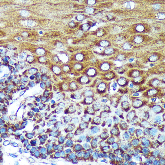 Anti-SPECC1L Antibody (CAB15798)