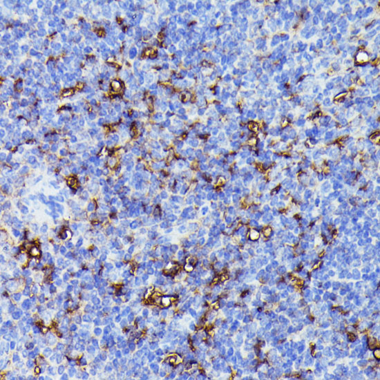 Anti-NLRP3 Antibody (CAB12694)