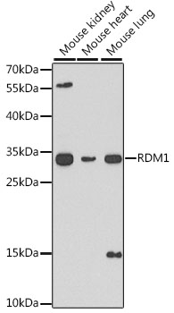 Anti-RDM1 Antibody (CAB6845)