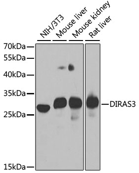 Anti-DIRAS3 Antibody (CAB7950)