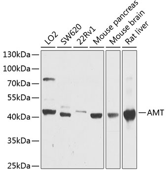 Anti-AMT Polyclonal Antibody (CAB9926)