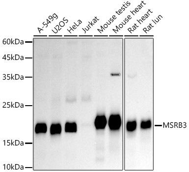 Western blot analysis of extracts of various cell lines, using MSRB3 antibody at 1:1000 dilution. Secondary antibody: HRP Goat Anti-Rabbit IgG (H+L) at 1:10000 dilution. Lysates/proteins: 25ug per lane. Blocking buffer: 3% nonfat dry milk in TBST. Detection: ECL Basic Kit. Exposure time: 90s.