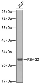 Anti-PSMG2 Antibody (CAB0680)