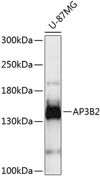 Anti-AP3B2 Antibody (CAB13809)