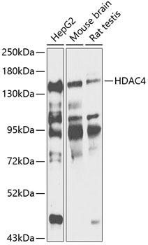 Anti-HDAC4 Antibody (CAB12552)