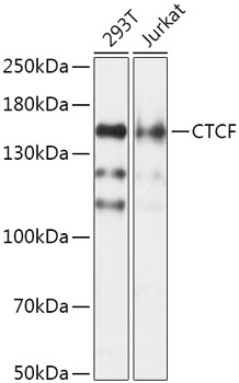 Anti-CTCF Antibody (CAB1133)