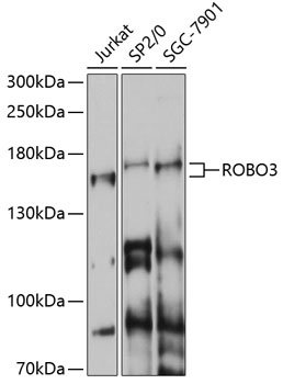 Anti-ROBO3 Antibody (CAB14922)