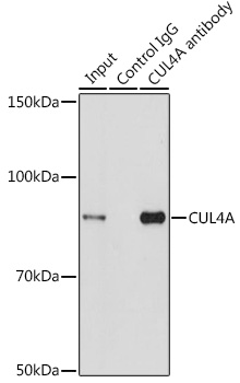 Anti-CUL4A Antibody (CAB2882)