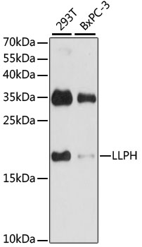 Anti-LLPH Antibody (CAB15534)