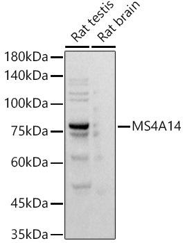 Western blot analysis of extracts of various cell lines, using MS4A14 antibody at 1:500 dilution. Secondary antibody: HRP Goat Anti-Rabbit IgG (H+L) at 1:10000 dilution. Lysates/proteins: 25ug per lane. Blocking buffer: 3% nonfat dry milk in TBST. Detection: ECL Basic Kit. Exposure time: 1s.