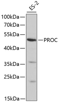 Anti-PROC Antibody (CAB1432)