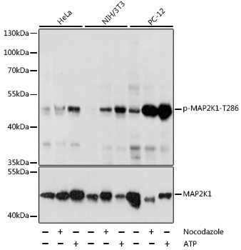Anti-Phospho-MAP2K1-T286 Antibody (CABP0065)