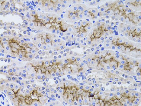 Anti-GGT1 Antibody (CAB1776)