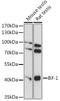 Anti-Bif-1 Antibody (CAB14887)