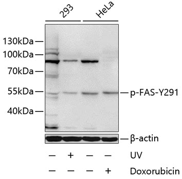 Anti-Phospho-FAS-Y291 Antibody (CABP0007)