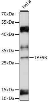 Anti-TAF9B Antibody (CAB15846)