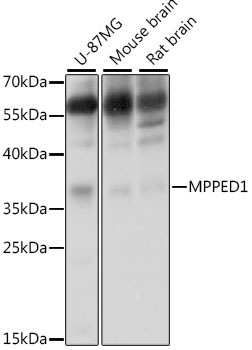 Anti-MPPED1 Antibody (CAB15652)