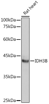 Anti-IDH3B Antibody (CAB13742)