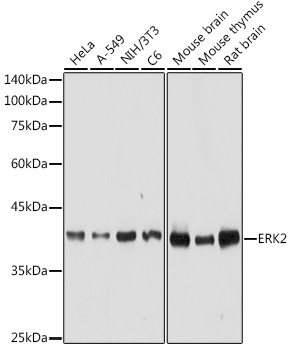 Anti-ERK2 Antibody [KO Validated] (CAB0229)