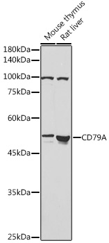 Anti-CD79A Antibody (CAB0331)