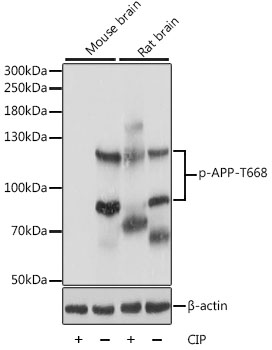 Anti-Phospho-APP-T668 Antibody (CABP0006)