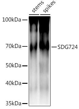 Western blot analysis of extracts of various tissues from the japonica rice (Oryza sativa L. ) variety Zhonghua 11, using SDG724 antibody at 1:1000 dilution. Secondary antibody: HRP Goat Anti-Rabbit IgG (H+L) at 1:10000 dilution. Lysates/proteins: 25ug per lane. Blocking buffer: 3% nonfat dry milk in TBST. Detection: ECL Basic Kit. Exposure time: 10s.