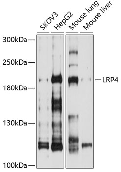 Anti-LRP4 Antibody (CAB10172)