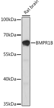 Anti-BMPR1B Antibody (CAB17858)