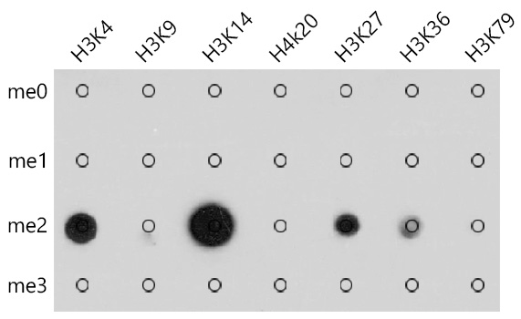 Anti-Pan DiMethyl-lysine Antibody (CAB5870)