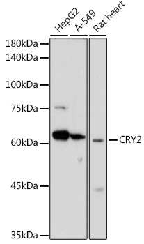 Anti-CRY2 Antibody (CAB6891)