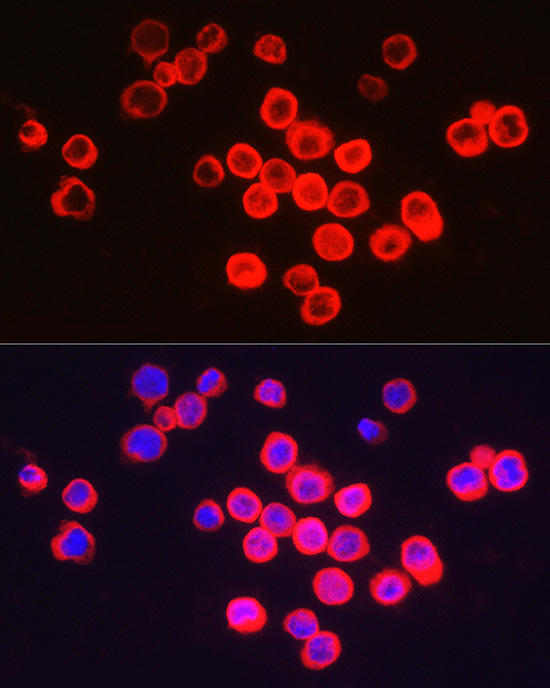 Immunofluorescence analysis of THP-1 cells using BCL2A1 Rabbit pAb at dilution of 1:250 (40x lens). Blue: DAPI for nuclear staining.