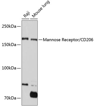 Anti-Mannose Receptor/CD206 Antibody