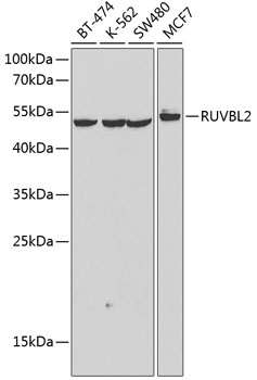 Anti-RUVBL2 Antibody (CAB12564)