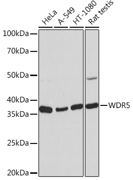 Anti-WDR5 Antibody (CAB3259)