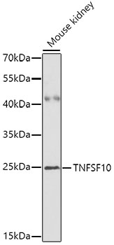 Anti-TNFSF10 Antibody (CAB2138)