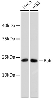 Anti-Bak Antibody (CAB10754)