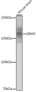 Anti-GRM5 Antibody (CAB3758)