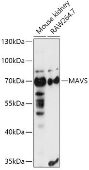 Anti-MAVS Antibody (CAB5764)