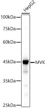 Western blot analysis of extracts of HepG2 cells, using MVK antibody at 1:500 dilution. Secondary antibody: HRP Goat Anti-Rabbit IgG (H+L) at 1:10000 dilution. Lysates/proteins: 25ug per lane. Blocking buffer: 3% nonfat dry milk in TBST. Detection: ECL Basic Kit. Exposure time: 30s.