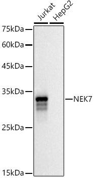 Western blot analysis of extracts of various cell lines, using NEK7 antibody at 1:500 dilution. Secondary antibody: HRP Goat Anti-Rabbit IgG (H+L) at 1:10000 dilution. Lysates/proteins: 25ug per lane. Blocking buffer: 3% nonfat dry milk in TBST. Detection: ECL Basic Kit. Exposure time: 30s.