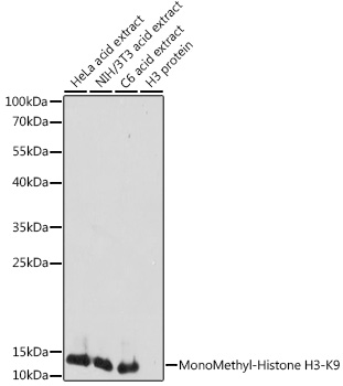 Anti-MonoMethyl-Histone H3-K9 Antibody (CAB2358)